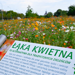 Tablica informacyjna: Łąki kwietne w Białymstoku