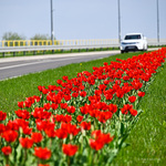 Pas czerwonych tulipanów znajdujący się przy drodze, w tle: auto 
