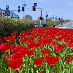 Czerwone tulipany rosnące przy Al. Józefa Piłsudskiego 