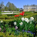 Żonkile oraz tulipany, w tle: Pałac Branickich 