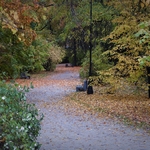 Ścieżka w parku, dookoła drzewa oraz spadające liście