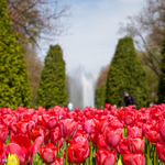 Czerwone tulipany, w tle: fontanna