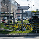 Nasadzenia kwiatów na Rondzie Lussy