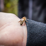 Pszczoła na ręce