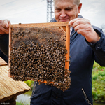 Prezydent trzyma wkład ula z pszczołami