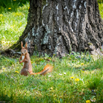 Wiewiórka trzymająca orzech w Parku Planty w Białymstoku
