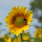 Pszczoła na słoneczniku