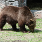 Miś Jola