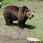 Miś Jola