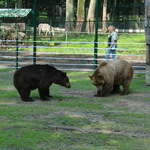 Dwa niedźwiedzie