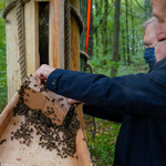 Prezydent Miasta Białegostoku Tadeusz Truskolaski umieszczający pszczoły w kłodzie bartnej z pomocą pszczelarza