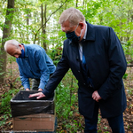Prezydent Miasta Białegostoku Tadeusz Truskolaski z pszczelarzem sprawdzają pojemnik z pszczołami do zasiedlenia kłody bartnej