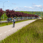 Rowerzysta na ścieżce rowerowej