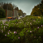 Kwietna łąka jesienią wzdłuż pasa drogowego