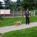 Wolontariuszka na spacerze z psem