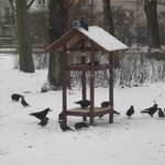 Ptaki wokół karmnika na Plantach w Białymstoku