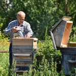 Opiekun barci Mikołaj Mak odymia pszczoły podkurzaczem