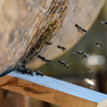 Pszczoły wlatujące do nowopostawionej barci
