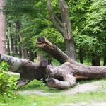 Stare drzewo leży w lesie