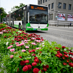 Jadący autobus, w pierwszym planie różowe i bordowe stokrotki w betonowych donicach