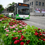 Autobus jadący brukowaną drogą, w pierwszym, planie różowe i bordowe stokrotki w betonowych donicach