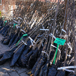 Sadzonki drzewek z zawiązanymi czarnym workiem korzeniami, oparte o płot