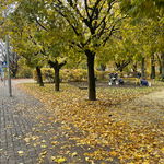 Ogólny widok na jesienny park, ulicę znajdującą się obok, pomiędzy drzewami widoczne osoby pracujące przy sadzeniu