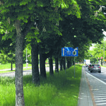 Rząd drzew w pasie zieleni przy ulicy Branickiego
