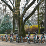 Miejskie rowery stoją na stacji pod drzewami