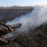 Wypalona łąka na której leży spalony konar drzewa