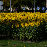 Słoneczniki na łące kwietnej w Białymstoku