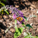 Kolorowy motyl na kwiecie