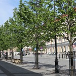 Lipy z zielonymi liśćmi rosną na ulicy Lipowej
