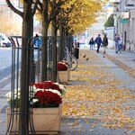 Widok na lipy oraz kwiatowe dekoracje na ulicy Lipowej. Lipy mają pomarańczowe liście.