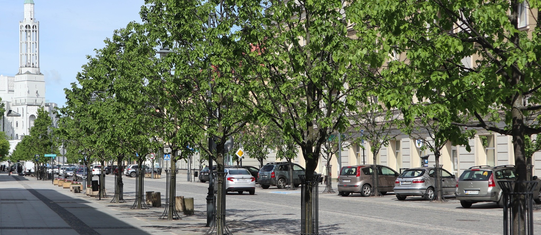 Drzewa - lipy rosnące wzdłuż ulicy Lipowej