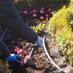 Jedna osoba sadzi cebulkę kwiatową w ziemi