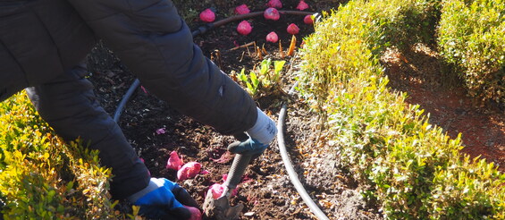 Jedna osoba sadzi cebulkę kwiatową w ziemi