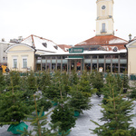 Choinki na placu miejskim przy ratuszu