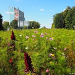 Łąki kwietne w Białymstoku