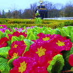 Kwiaty w ogrodach Pałacu Branickich