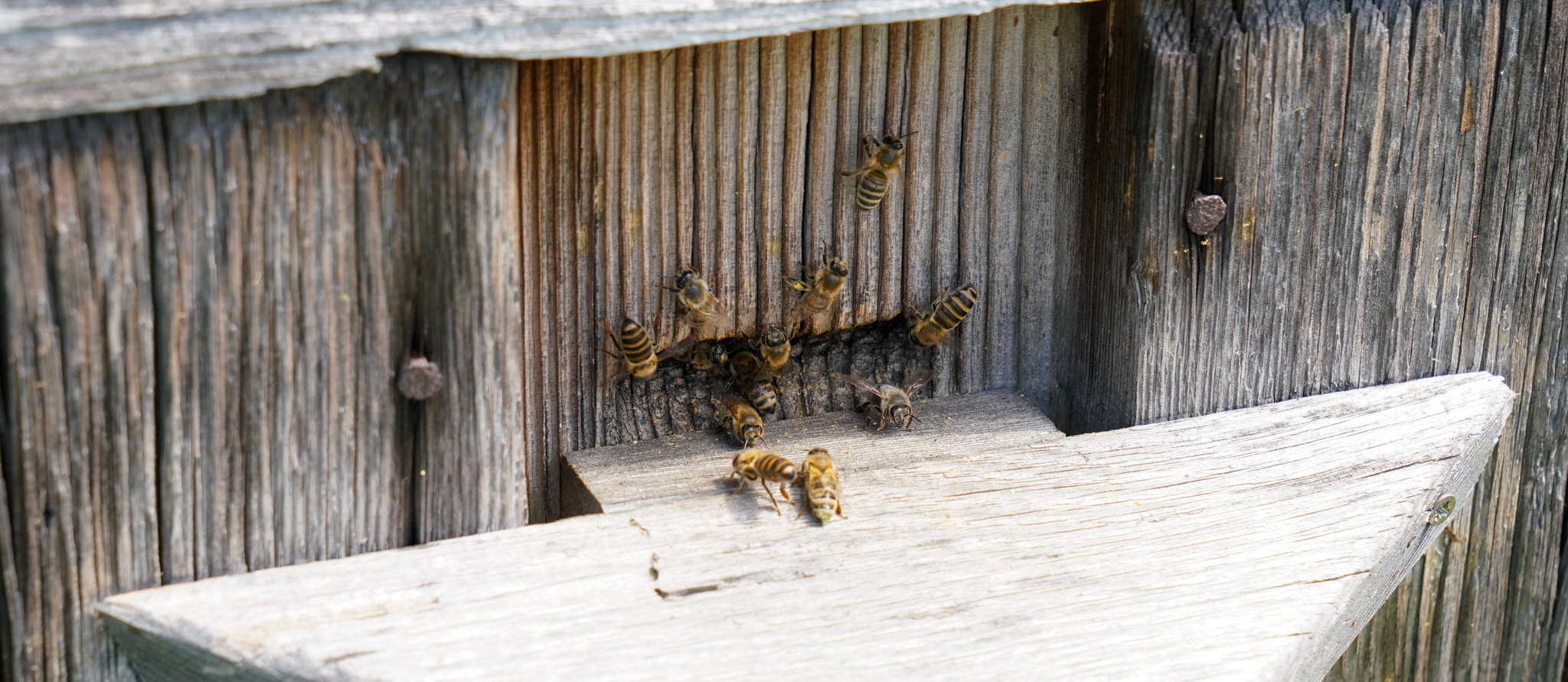 Pszczoły przy ulu