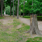 Kłoda drzewa w Parku Planty