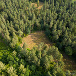 Miejsce, w którym wycięto drzewa w lesie, nieopodal lotniska Krywlany