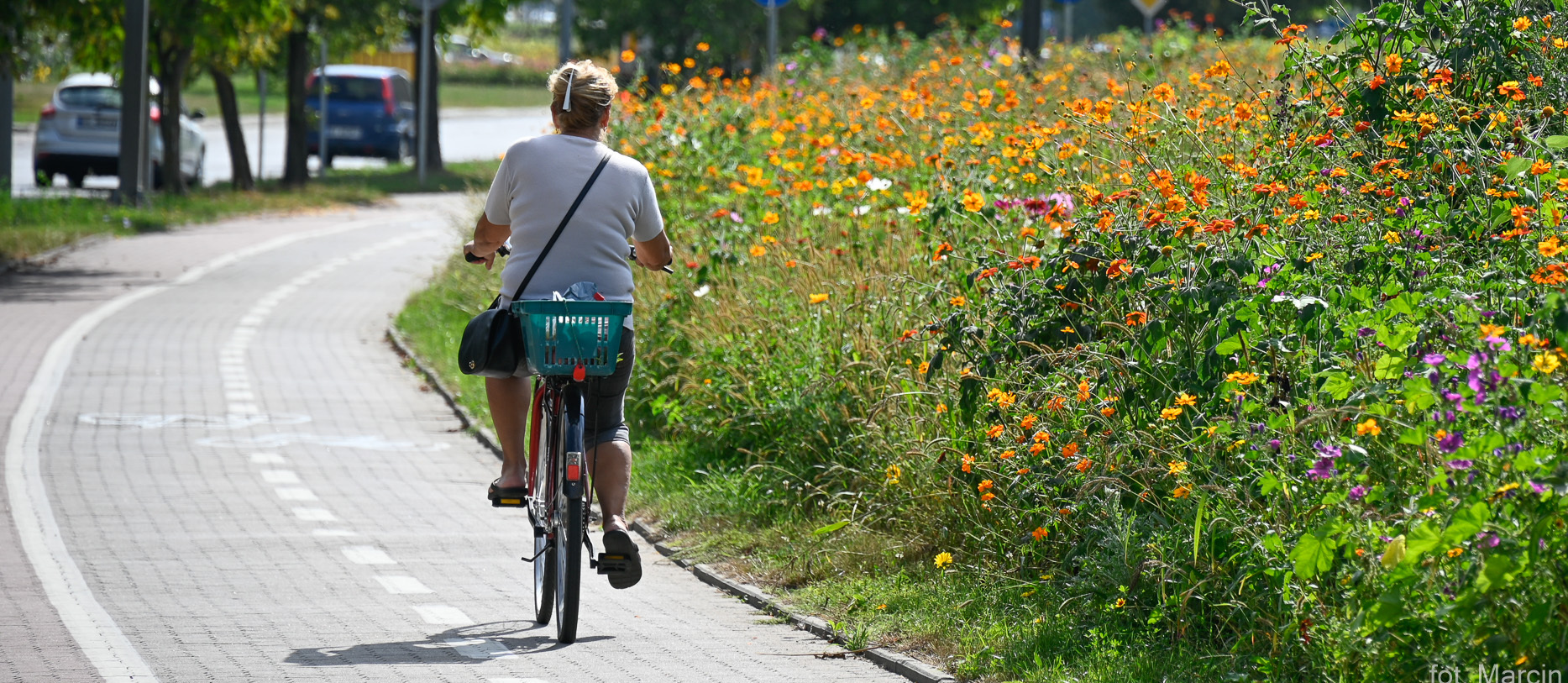 Kobieta jedzie rowerem po ścieżce rowerowej, obok znajduje się łąka kwietna