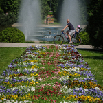 Mężczyzna wraz z dzieckiem porusza się rowerem po Parku Planty, w tle: fontanna