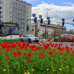 Zbliżenie na czerwone tulipany, w tle: autobus BKM