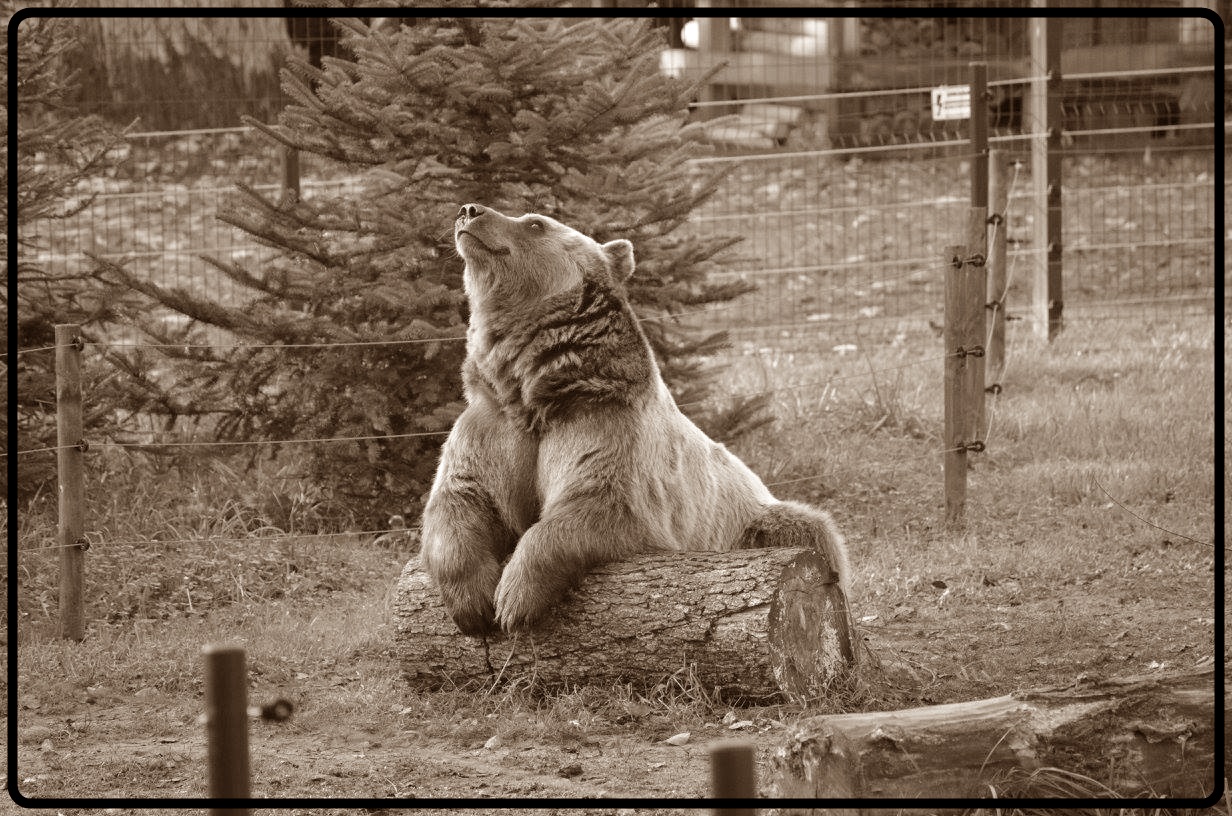 Niedźwiedź opiera się na drzewie leżącym na ziemi