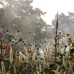 Pajęczyna unosząca się na kwiatach łąki kwietnej, w tle: mgła