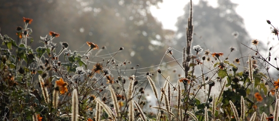 Pajęczyna unosząca się na kwiatach łąki kwietnej, w tle: mgła