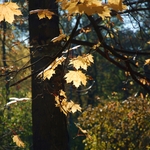 Zbliżenie na liście w jesiennych kolorach